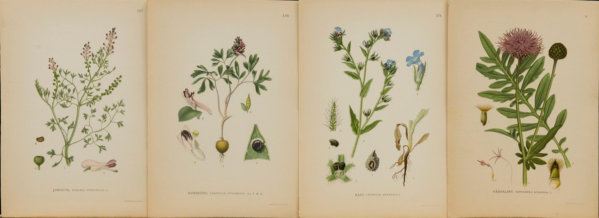 "Nordens flora", 100 pieces  by  C.A.M Lindman, A. Börtzells, Stockholm.
