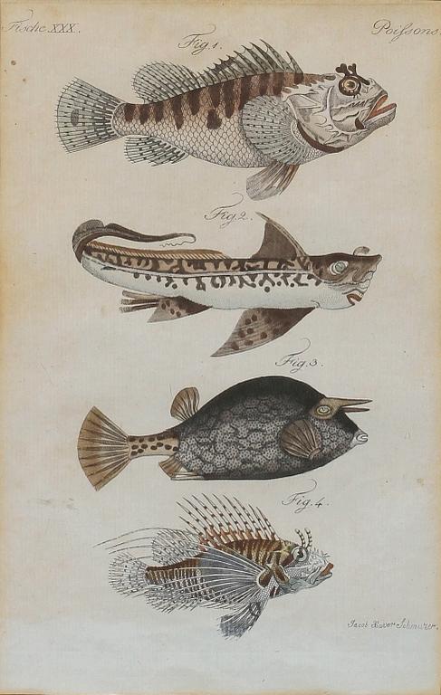 KOLORERAT KOPPARSTICK, 1800-tal.