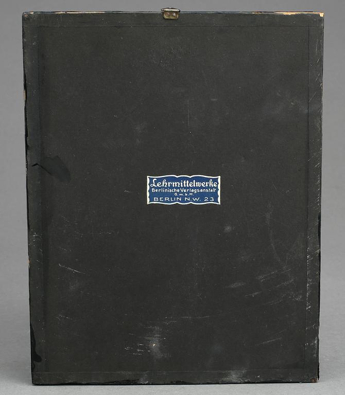 ANATOMISK MODELL, Lehrmittelwerke, Berlin, Tyskland 1900-talets första del.