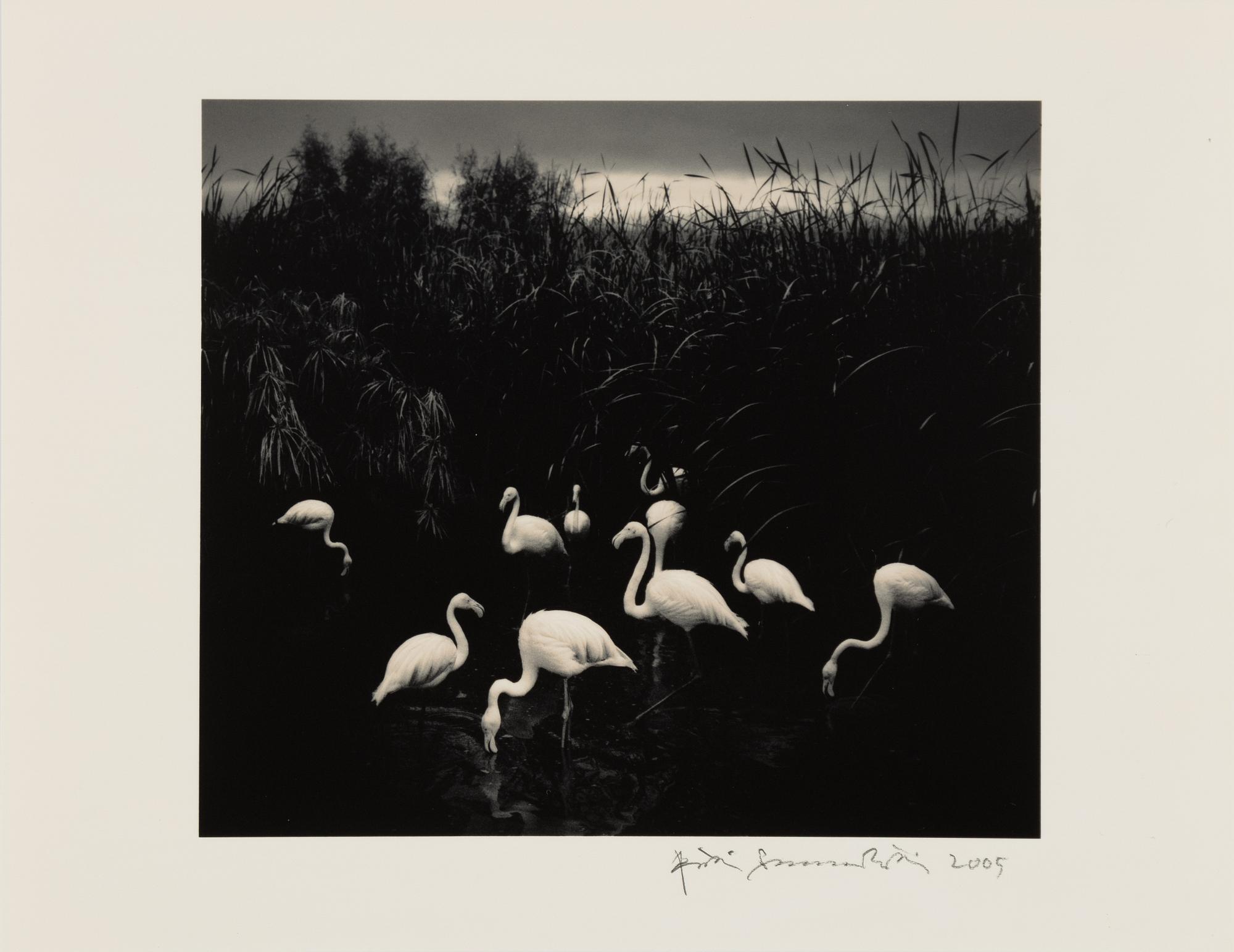 Pentti Sammallahti, "MT. ETJO, NAMIBIA, 2005".