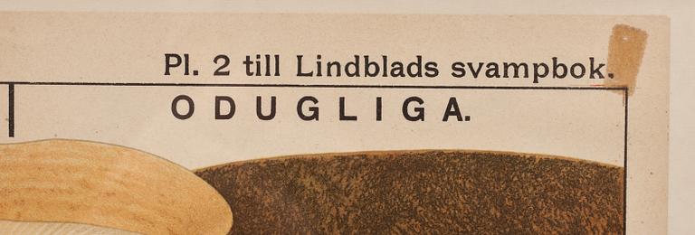 SVAMPPLANSCH, 2 st. pl 2 och 3 ur Lindblads svampbok. 1900-tal.