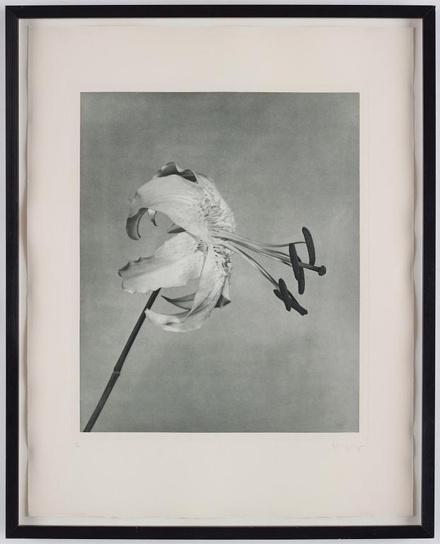 Robert Mapplethorpe, "Untitled (Lily)", 1983.