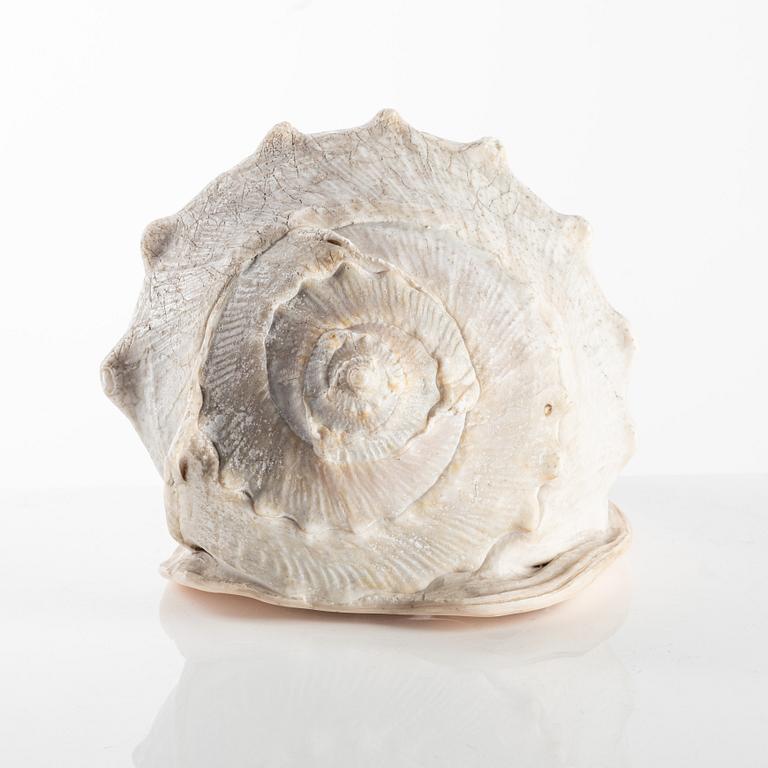 An Italian conch cameo shell, first half of the 19th century.