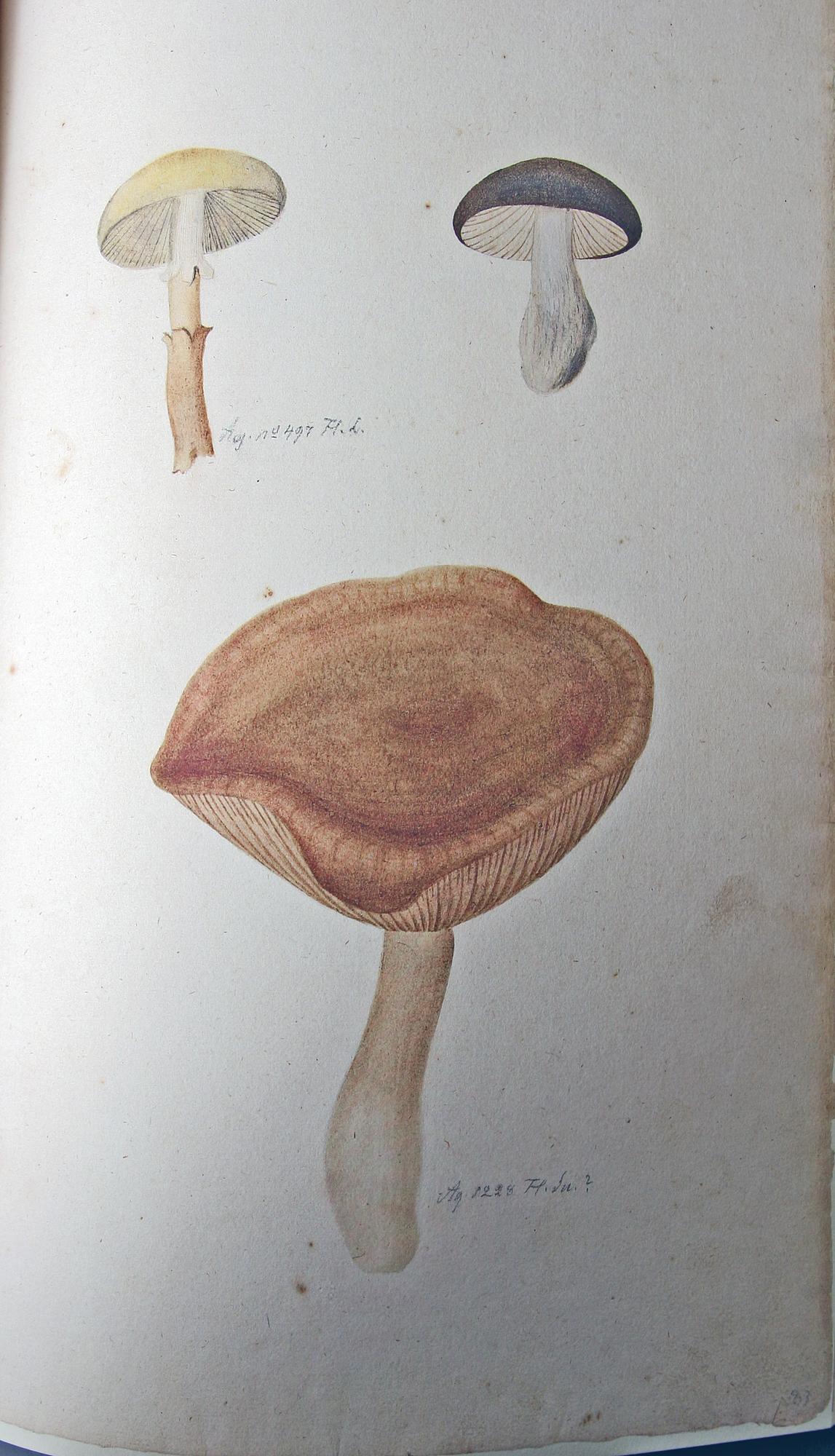 BÖCKER, 2 vol, Olof Rudbeck d y, Iter Lapponicum - Resan till Lappland, nr 1485/1999.