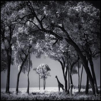 155. Nick Brandt, "Giraffe & baby in trees, Masai Mara, 2002".