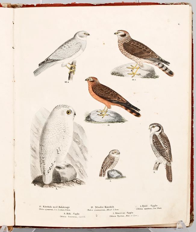 BOK, "Skandinaviska Foglar tecknade efter naturen..." M. Körner, Lund 1839 till trol 1846.