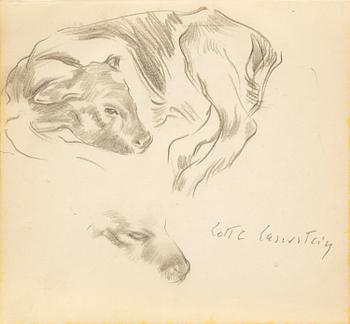 886. Lotte Laserstein, Study of a calf.