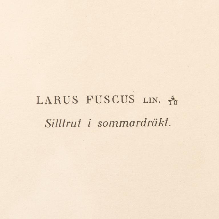 LITOGRAFIER, 4 st, efter von Wright, Magnus, Wilhelm & Ferdinand & Hallberg, Bror. A. Börtzell, Stockholm.