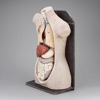ANATOMISK BYST, 1900-tal.