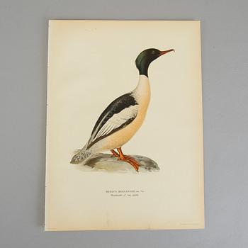 Ca 50 lithographic prints from "Svenska Fåglar", Brothers von Wright.