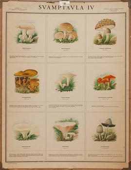 SKOLPLANSCHER, 4 st, "Svamptavla I-IV". Bengtsons Lit. AB. Sthlm 1935.