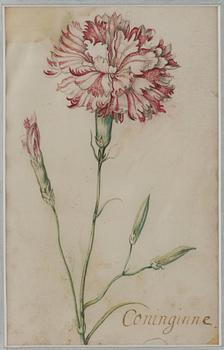 Jacob Marrel Attributed to, Study of flowers (7).