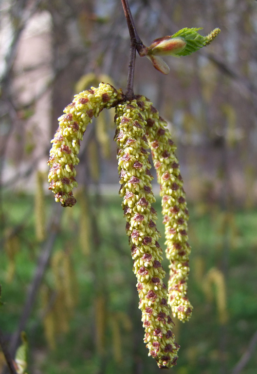 Venny Soldan-Brofeldt, Birch pollen.