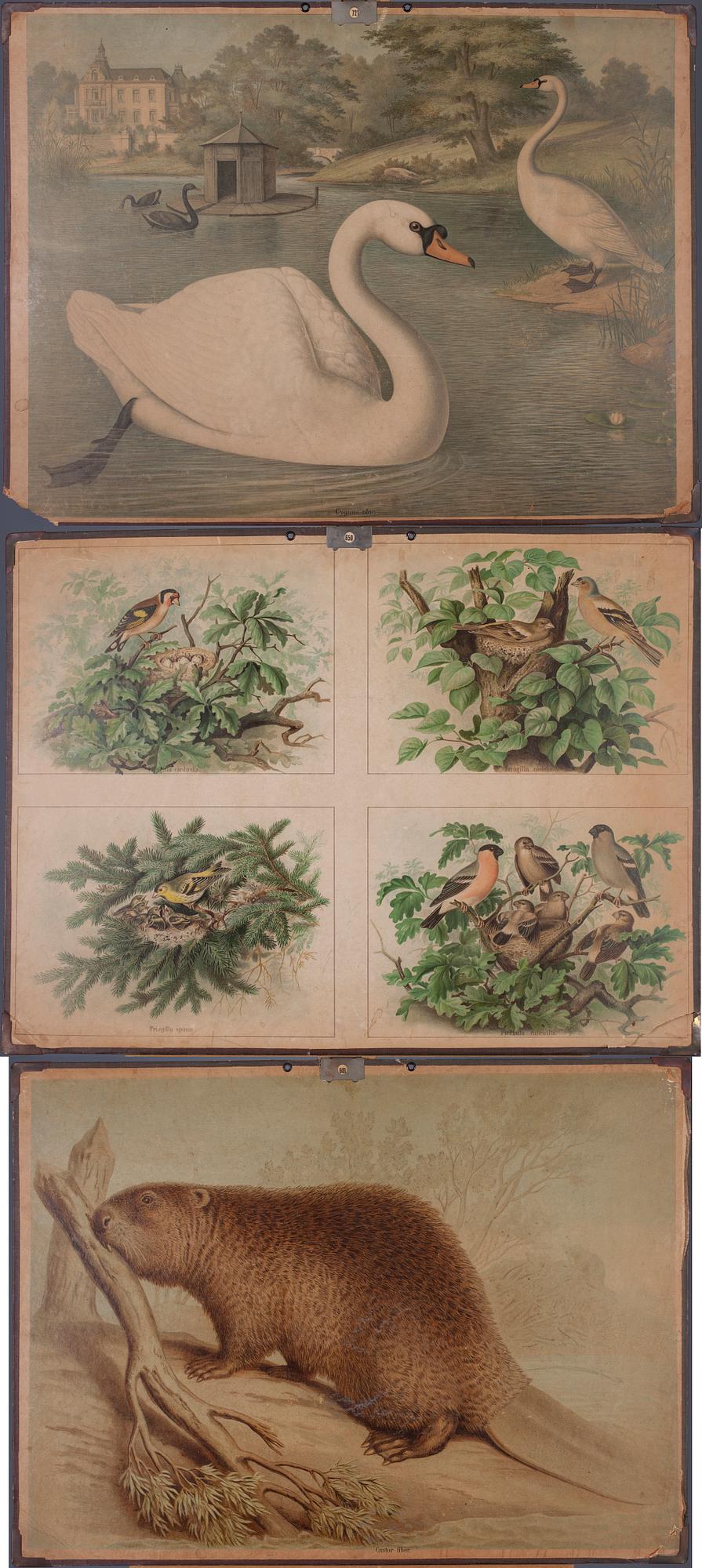 SKOLPLANSCHER, 3 st, Akademiska Bokhandeln, Helsingfors, 1900-talets första hälft.