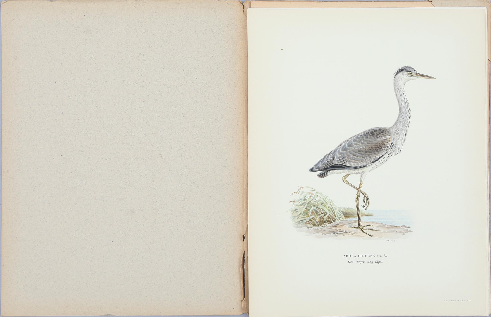 BRÖDERNA VON WRIGHT, ca 30 häften, litografiska tryck, "Svenska fåglar", ca 1920.