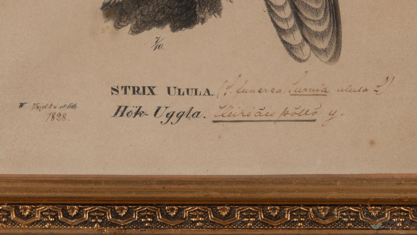 FÄRGLITOGRAFI, Wilhelm von Wright, ur verket "Svenska Foglar", daterad 1828, numrerad 7/10.