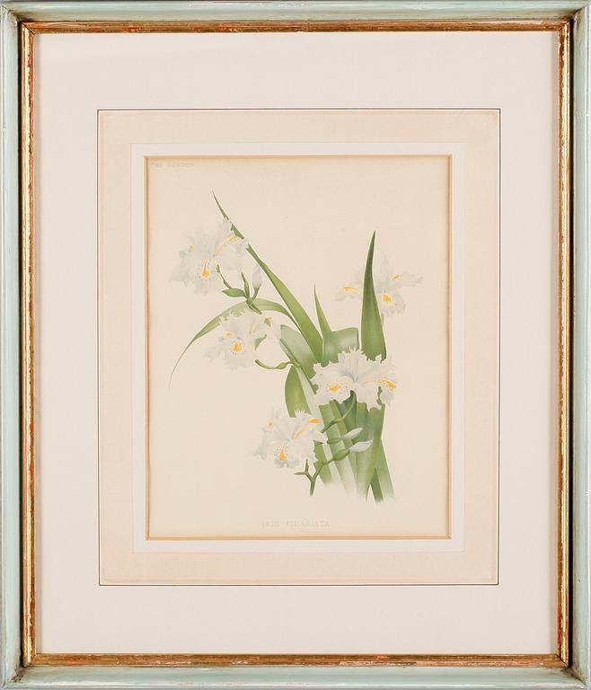 TAVLOR, 6 st, tryck, 1900-talets andra hälft.