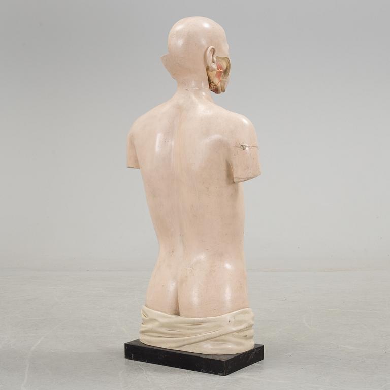 An anatomical model by Franz Jos. Steger, Leipzig, mid 20th century.