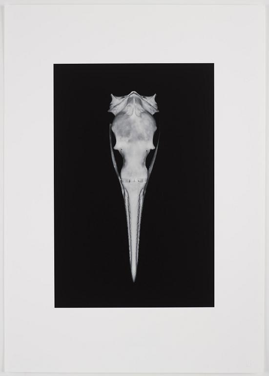 Double Elvis Edition Portfolio, 2012.