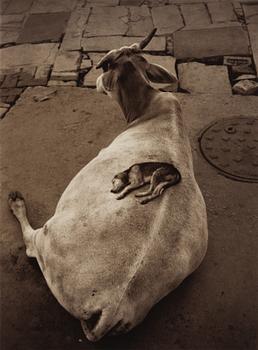 Pentti Sammallahti, "Varanasi, 1999".