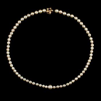 COLLIER, odlade pärlor, lås i 14k guld med 25 små briljantslipade diamanter samt fasettslipad blå safir.