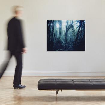 Denise Grünstein, "Cloud Forests".
