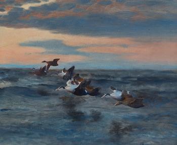 Bruno Liljefors, Sträckande Ejdrar.