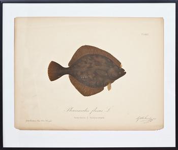 Gösta Sundman · GÖSTA SUNDMAN,cromolitografi, signatur i tryck, daterad samt numrerad Pl. XXIII.