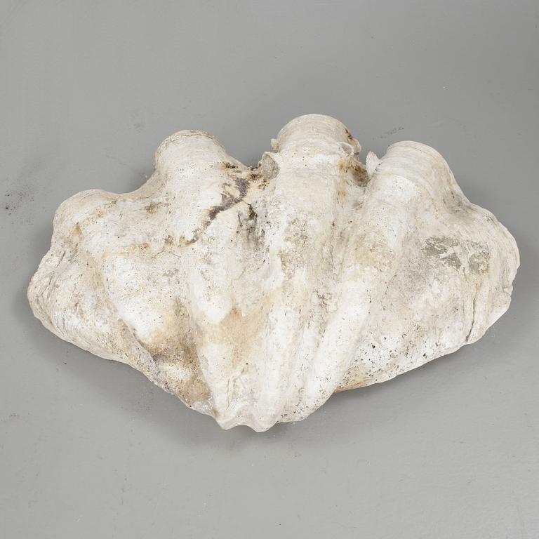 MUSSLA, fossil.
