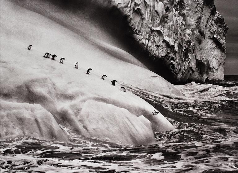 Sebastião Salgado, "Chinstrap Penguins, South Sandwich Island", 2009.