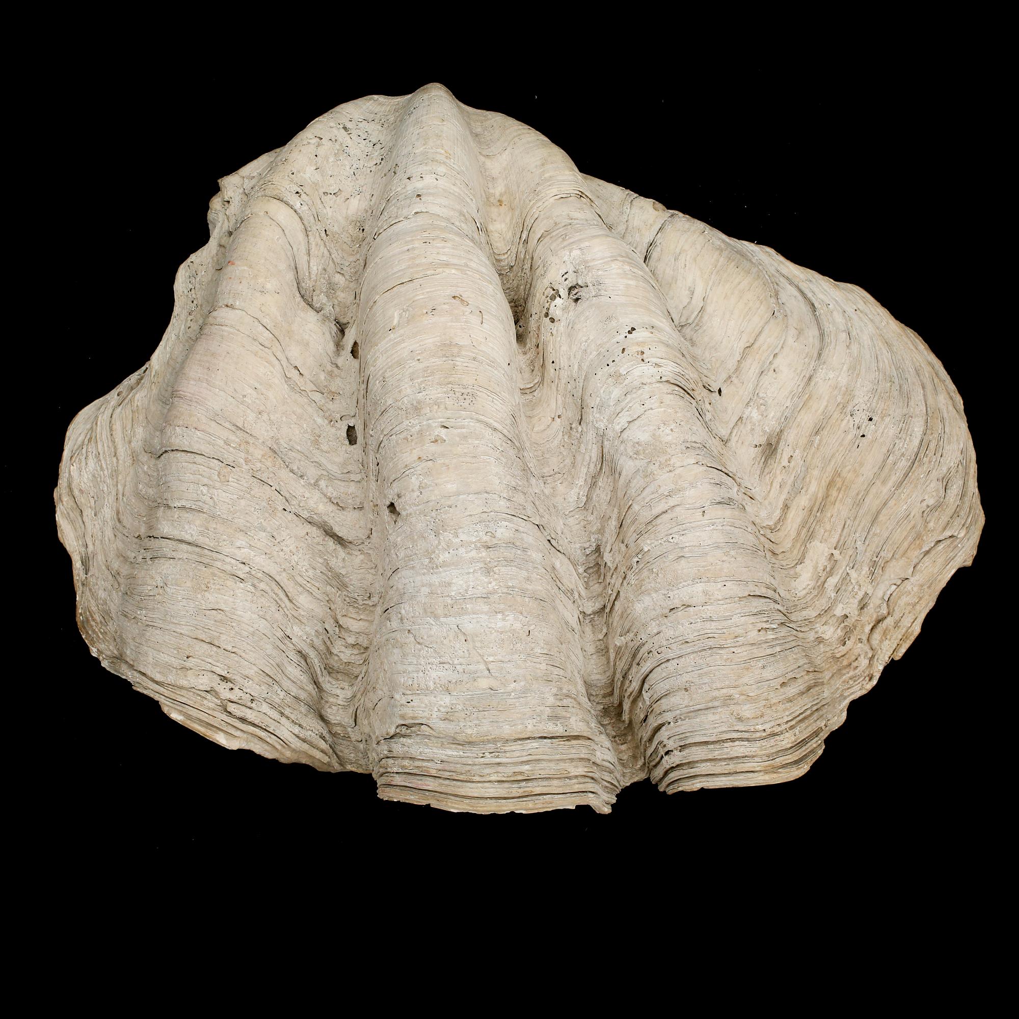 MUSSLA, fossil.