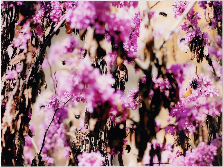 Yaara Sylva, "Arbre de Judé with carpenter bees".