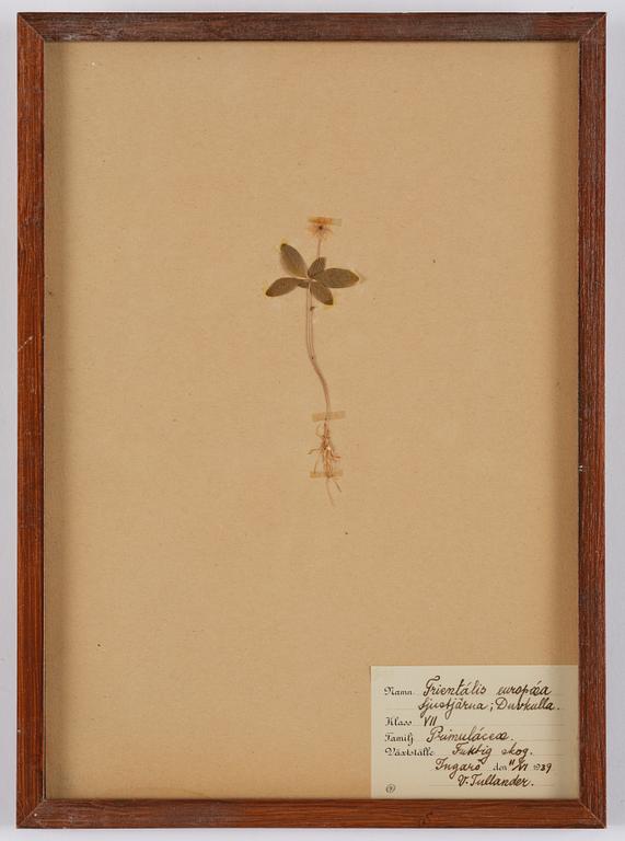 Herbarium, 10 delar, Sverige, 1930-1970-tal.