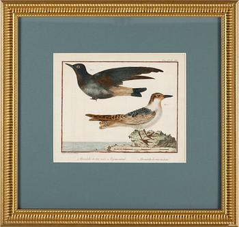 TAVLOR, 4 st, efter Martinet, gravyrer, kolorerade, 1700-/1800-tal.