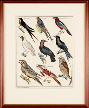 HANDKOLORERADE LITOGRAFIER, 3 st, Oken, Stuttgart, Tyskland, 1800-talets mitt.