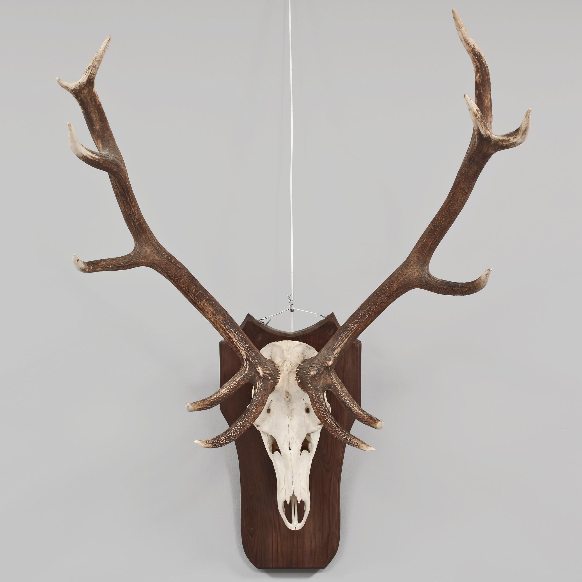 JAKTTROFÉ, 1900-tal.