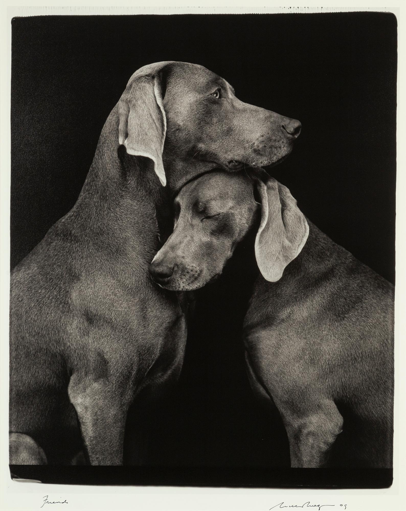 William Wegman, archival pigment print, 2009, signerat. Numrerat 119/1500 a tergo.
