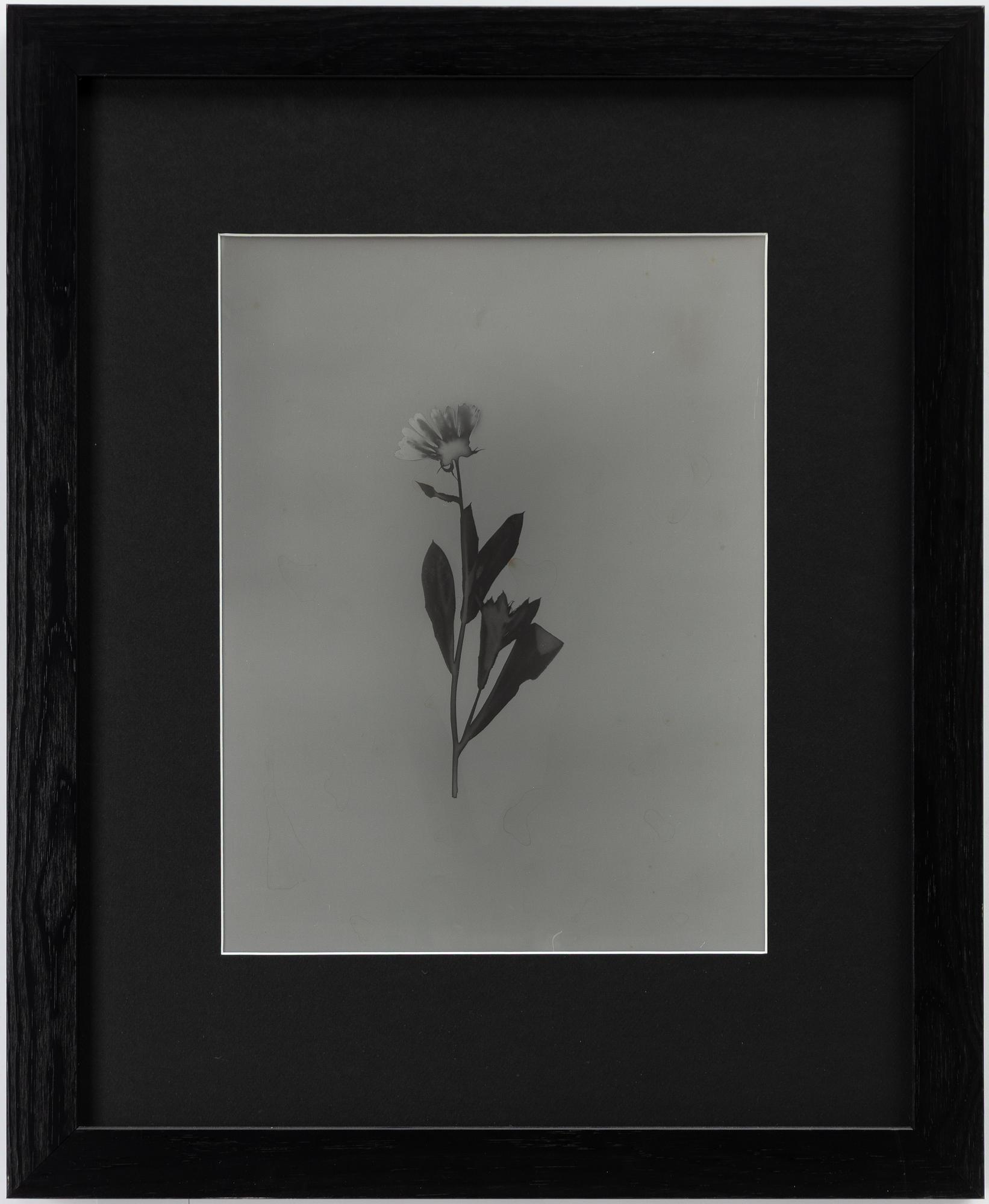 Ava Valsten, "Skammens och rodnadens blommor".