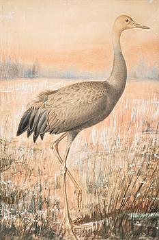 272. Ferdinand von Wright, A YOUNG CRANE.