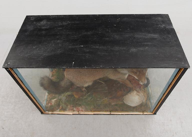 DIORAMA, med uppstoppad räv och fasan, 1900-talets första hälft.