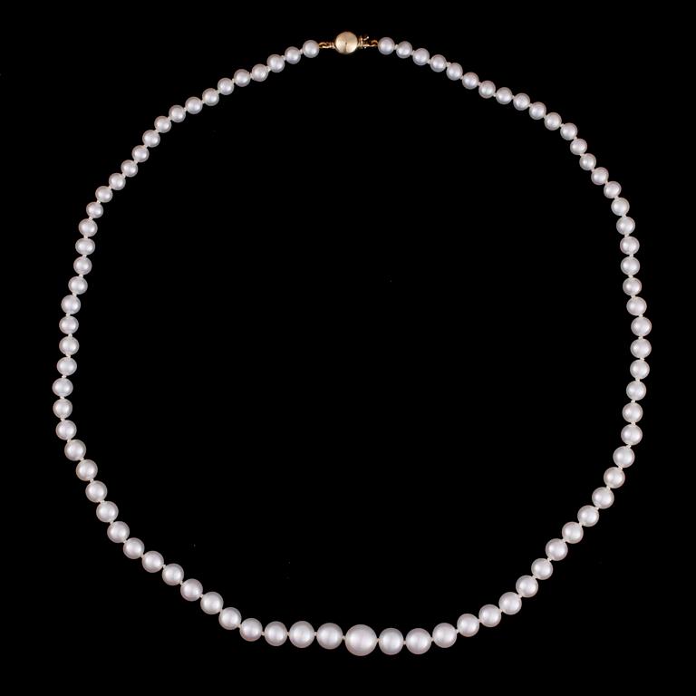 PÄRLCOLLIER, graderade sötvattenspärlor, lås i 14K guld.