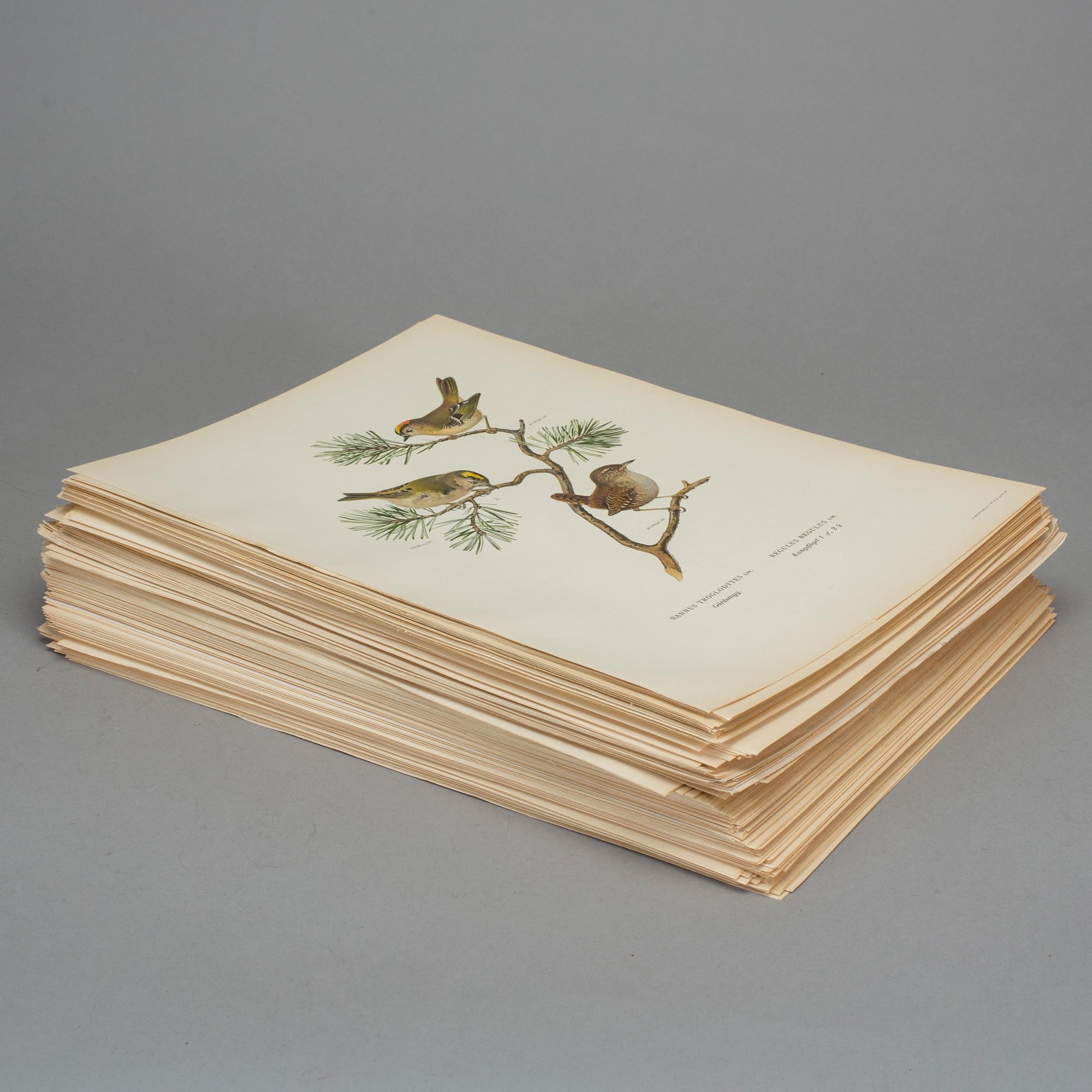 LITOGRAFISKA TRYCK, ca 230 stycken, ur von Wrights "Svenska fåglar", utgivna av A Börtzells.