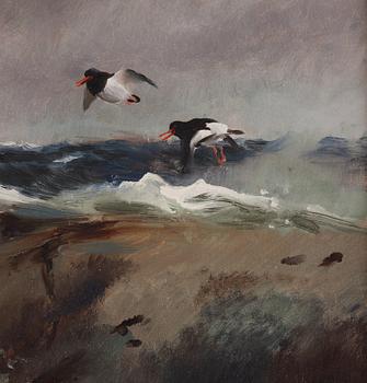 Mosse Stoopendaal, Oystercatchers in flight over stormy sea.