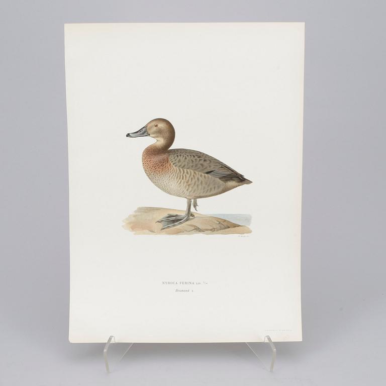 LITOGRAFISKA TRYCK, 152 st, ur Mr & W von Wrights "Svenska fåglar", A. Börtzells, Stockholm, 1920-tal.
