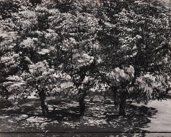 Otto Steinert, "Die Bäume vor Meinem Fenster II (The Trees Outside my Window II)", 1956.