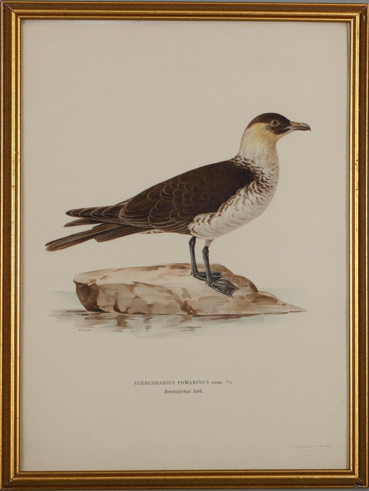 GRAFISKA BLAD, 4 st, färglitografi, ur von Wrights "Svenska fåglar".