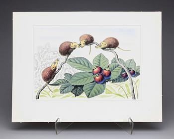 KARL AXEL PEHRSON, mapp med 10 färglitografier, "Vyer från Nirak", sign o numr 37/285. 1973.