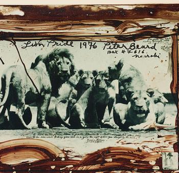 Peter Beard, "Lion Pride", 1976.