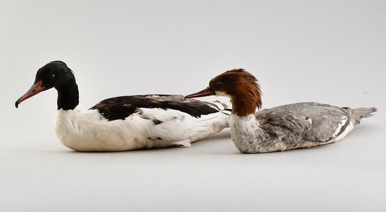 TAXIDERMI: sjöfåglar, 2 st, 1900-tal.
