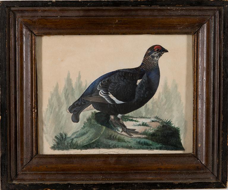 FERDINAND VON WRIGHT, BLACK GROUSE IN SUMMER.